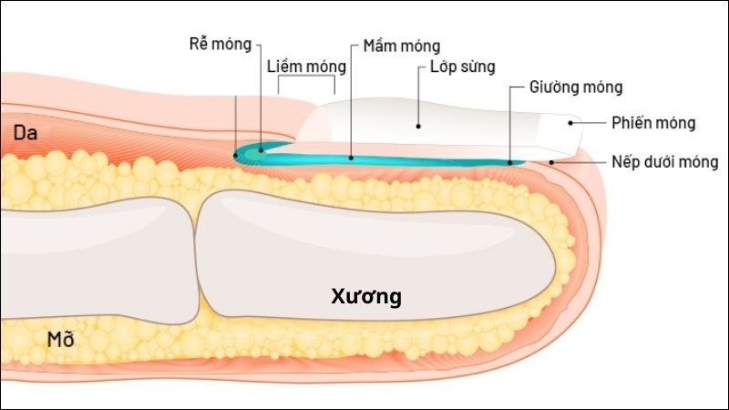 Cấu tạo của móng theo mặt cắt dọc