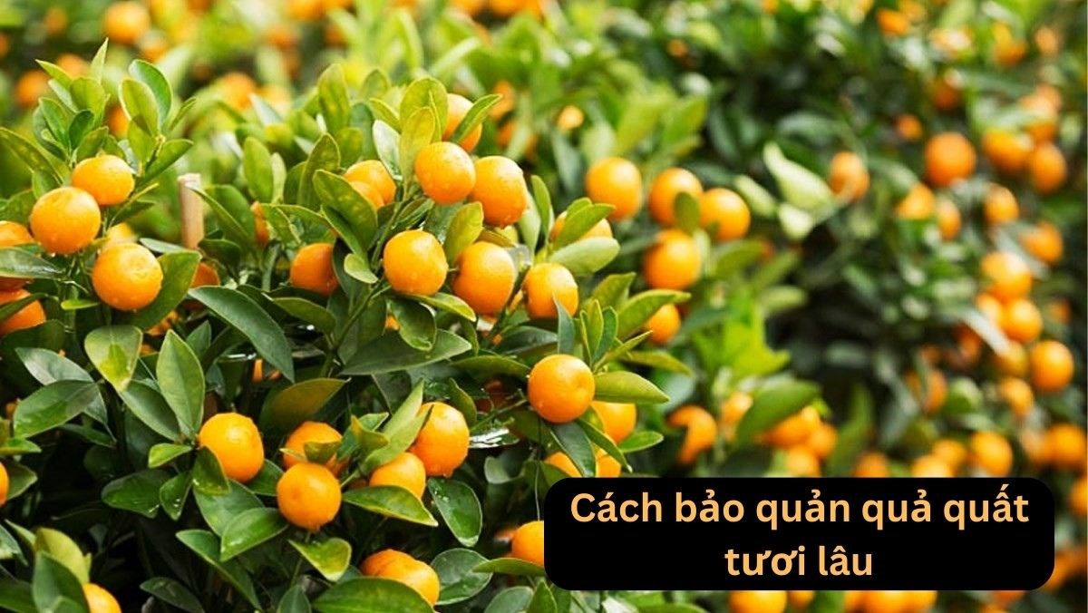 Cách bảo quản quả quất tươi lâu