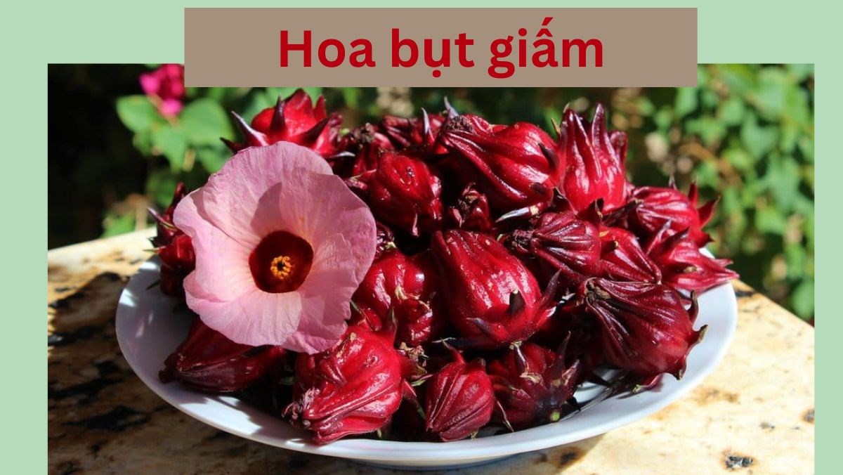 Hoa bụt giấm