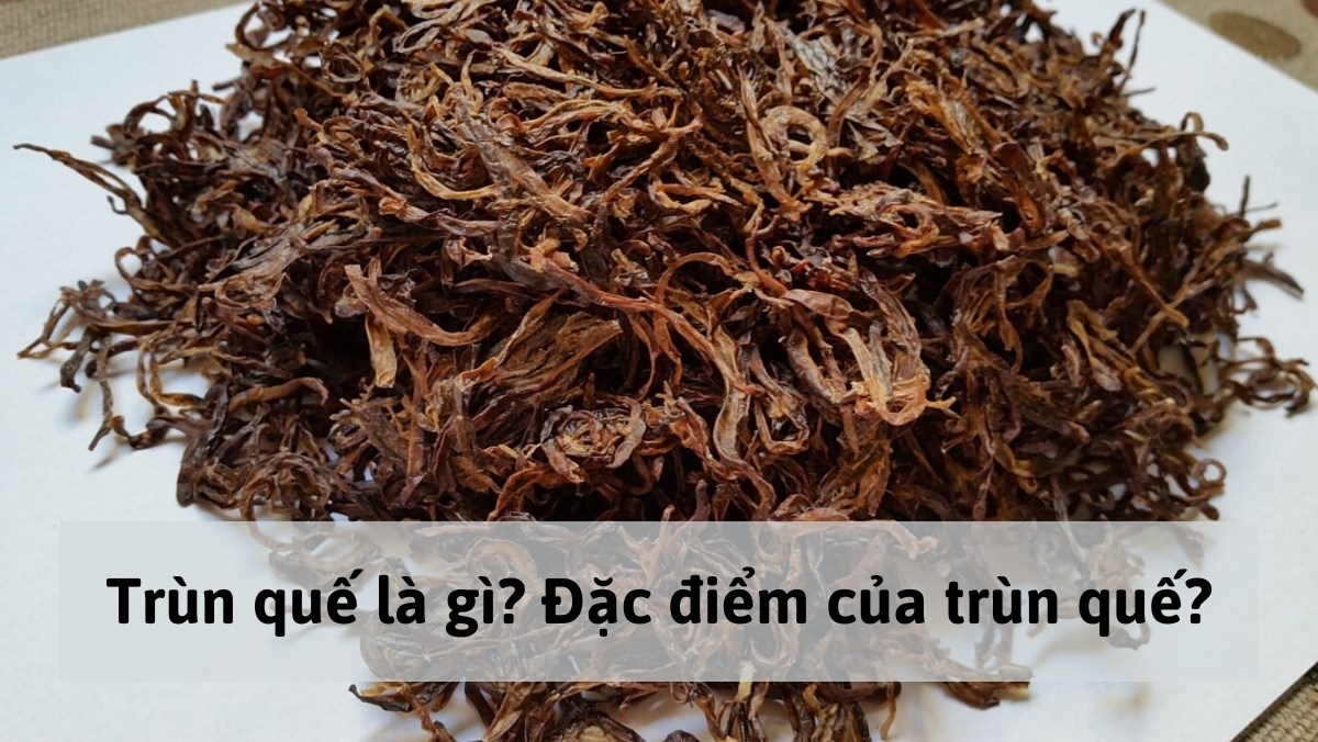 Trùn quế là gì