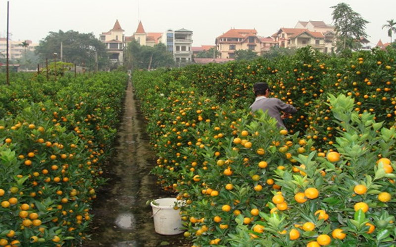 Bổ sung than củi