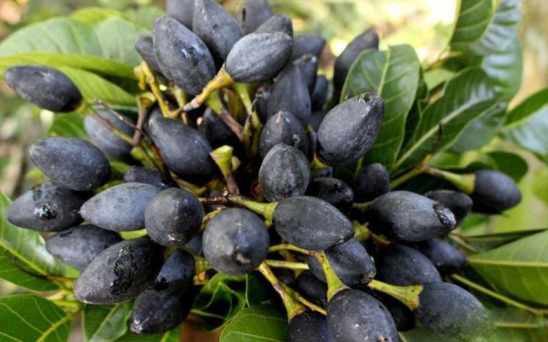 C&aacute;ch chọn mua tr&aacute;m đen