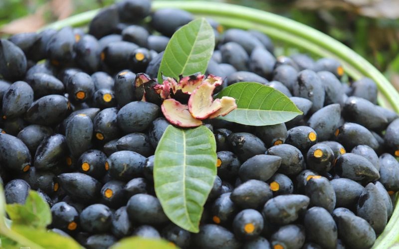 Quả tr&aacute;m đen l&agrave; quả g&igrave;?