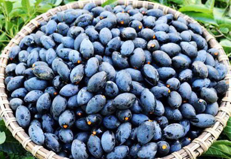 Om tr&aacute;m để bảo quản