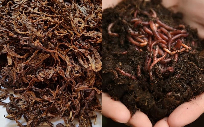 Tr&ugrave;n quế l&agrave; g&igrave;? Đặc điểm của tr&ugrave;n quế?