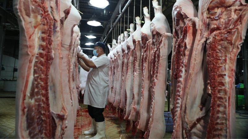 Việc nhiễm trùng bệnh Brucella có thể xảy ra khi vi khuẩn Brucella tiếp xúc trực tiếp với vết thương hở hoặc niêm mạc
