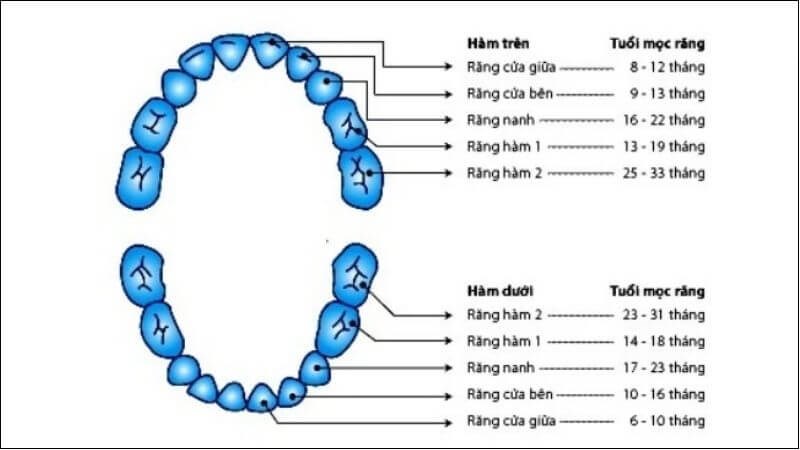 Trình tự mọc răng sữa ở trẻ Trình tự mọc răng sữa ở trẻ