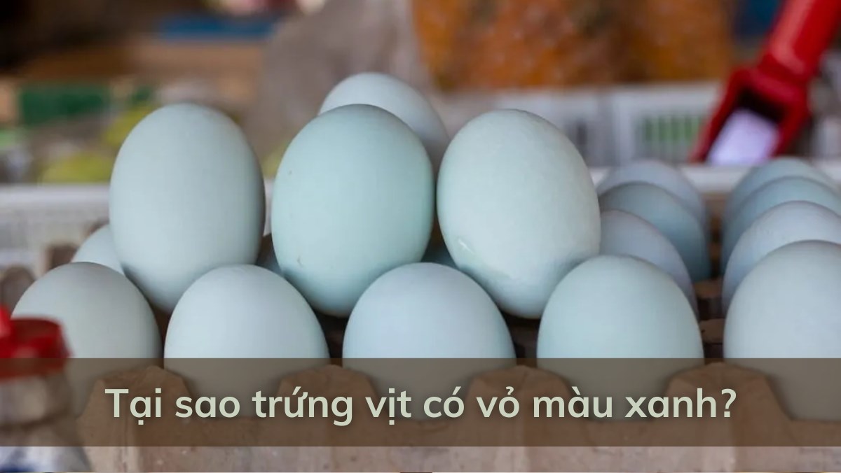 vỏ trứng vịt có màu xanh