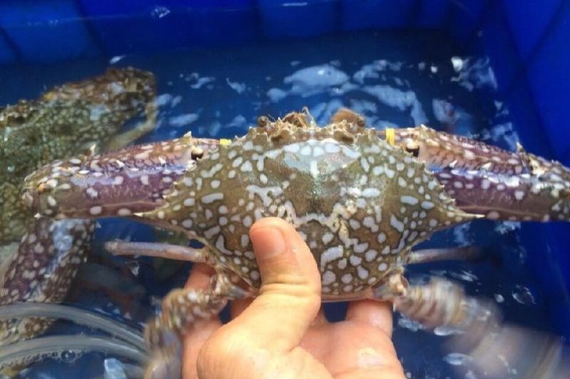 Vận chuyển hải sản bằng phương ph&aacute;p sốc nhiệt