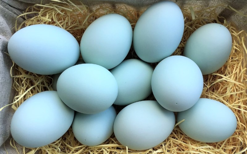 Tại sao trứng vịt c&oacute; vỏ m&agrave;u xanh?