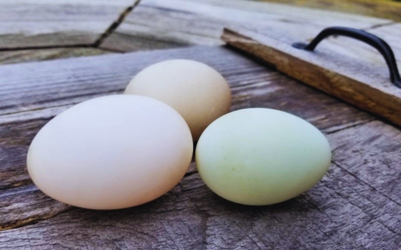 N&ecirc;n mua trứng vịt c&oacute; vỏ trứng m&agrave;u xanh hay trắng?
