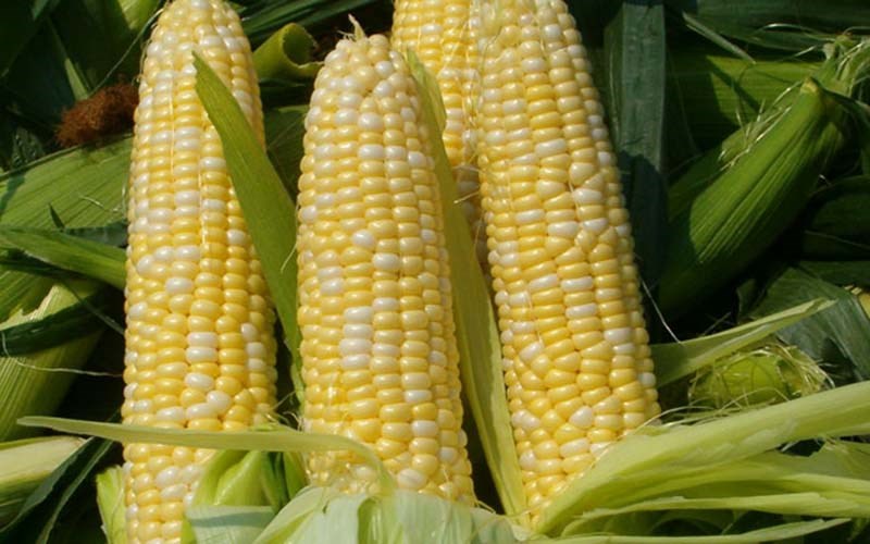 Dầu bắp l&agrave; g&igrave;?