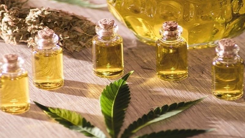 Dầu c&acirc;y rum l&agrave; g&igrave;?