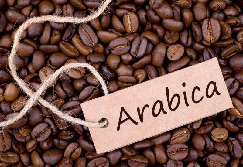 Cà phê Arabica là gì? Cà phê Robusta là gì? Phân biệt Arabica và Robusta