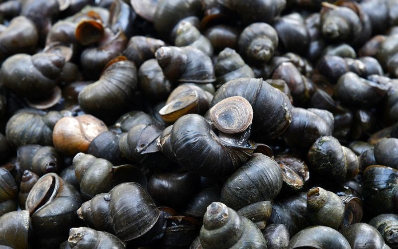 Ốc đắng l&agrave; g&igrave;?