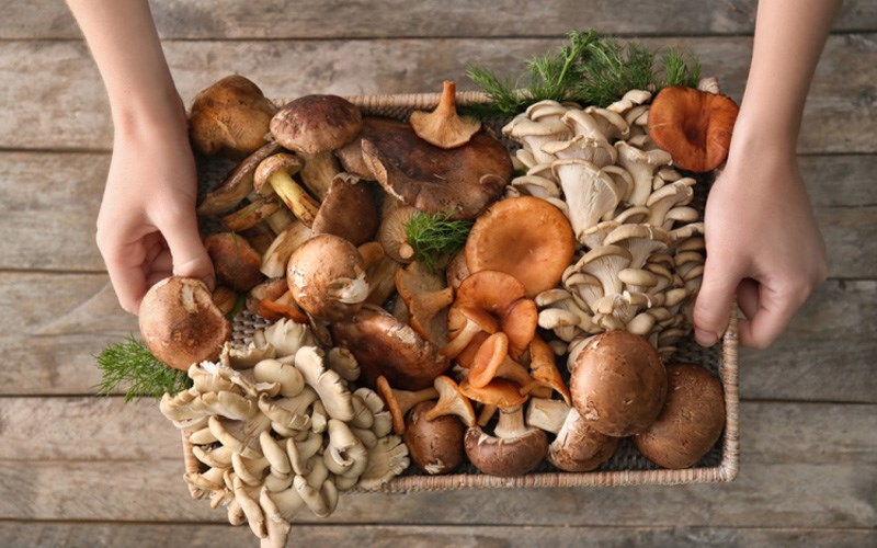 Tại sao nấm bị đắng?