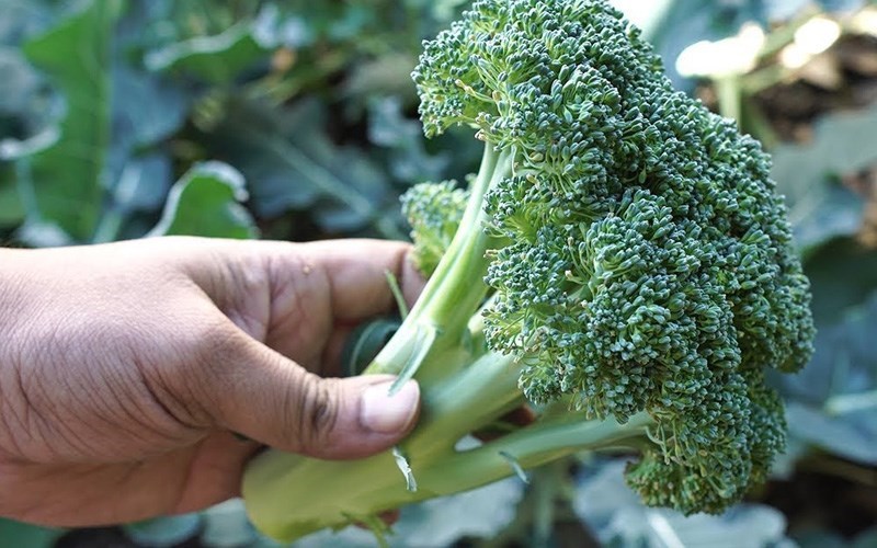 S&uacute;p lơ xanh bị v&agrave;ng c&oacute; ăn được kh&ocirc;ng?