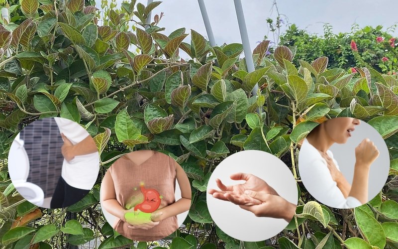 L&aacute; mơ c&oacute; t&aacute;c dụng g&igrave;?