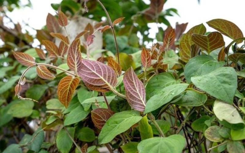 L&aacute; mơ l&agrave; g&igrave;?