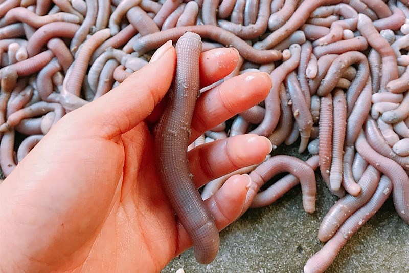 Cách chọn mua sá sùng tươi ngon?