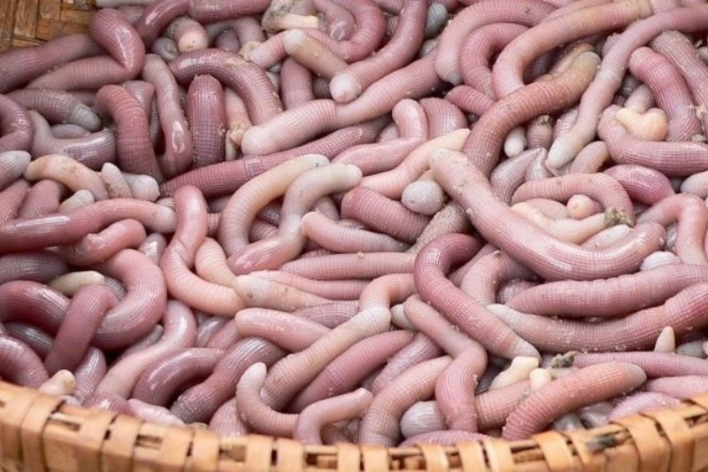 Sá sùng là con gì?