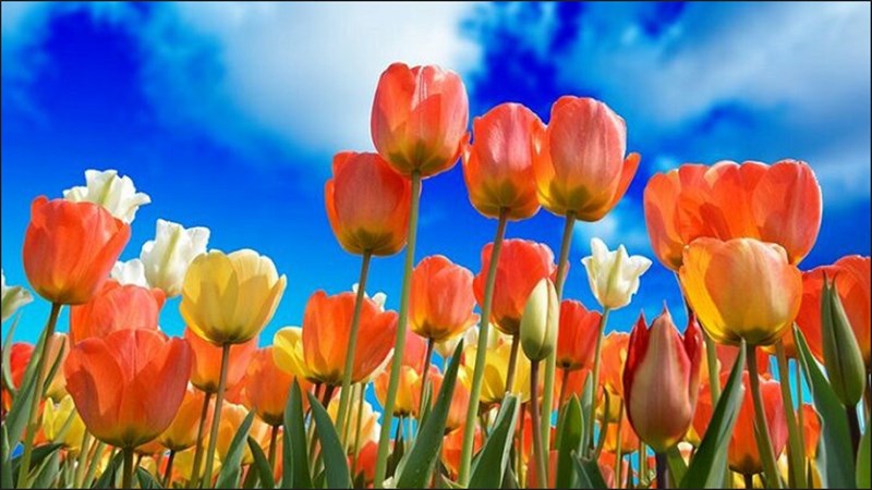 Cách làm tranh màu nước bằng Photoshop từ ảnh thật