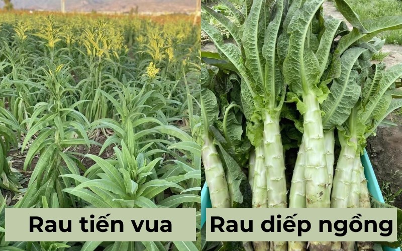 Phân biệt rau tiến vua và rau diếp ngồng