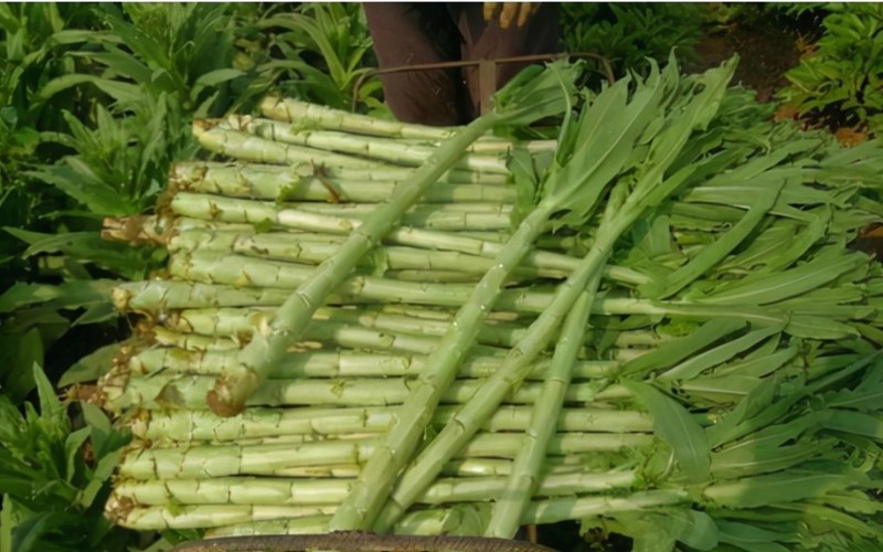 Rau tiến vua l&agrave; rau g&igrave;?