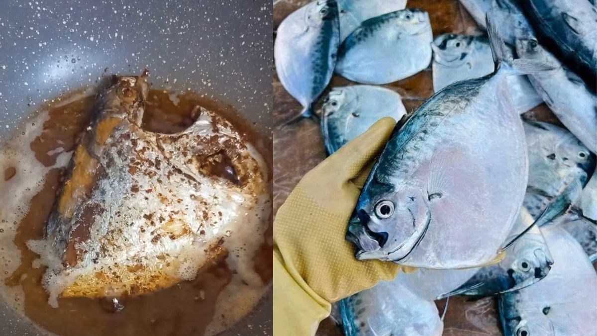 Cá bánh lái chiên