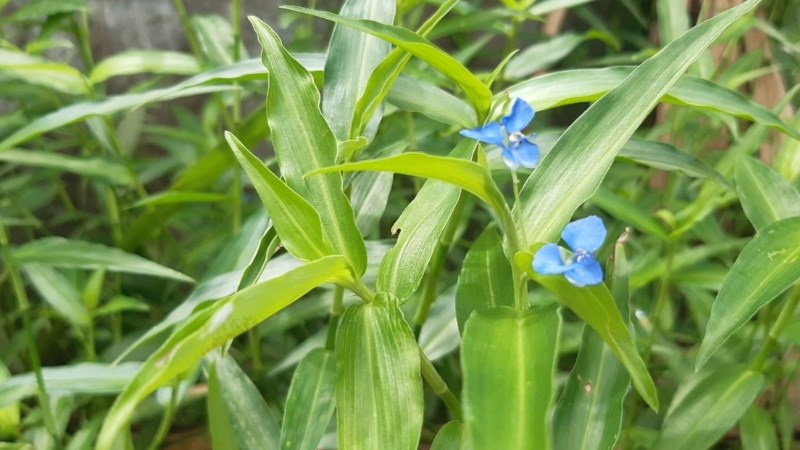 C&acirc;y rau trai l&agrave; rau g&igrave;? C&oacute; ăn được kh&ocirc;ng?