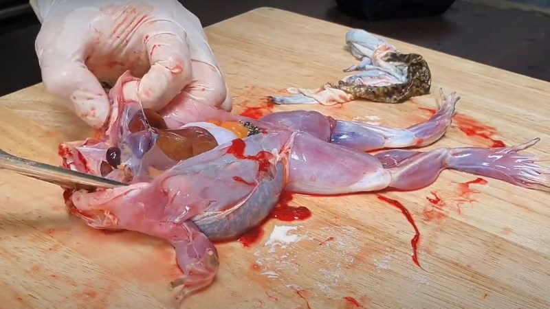 C&aacute;ch sơ chế ếch bỏ da 3