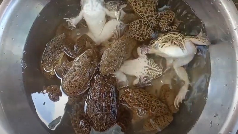 C&aacute;ch sơ chế ếch để da 1