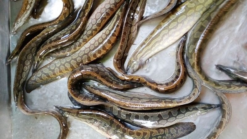 C&aacute; chạch lấu l&agrave; c&aacute; g&igrave;? 1