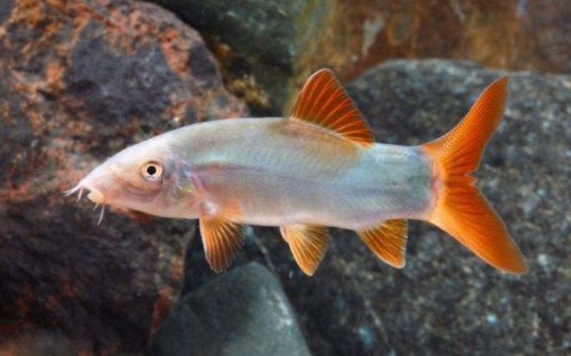 C&aacute; heo nước ngọt l&agrave; c&aacute; g&igrave;? 3