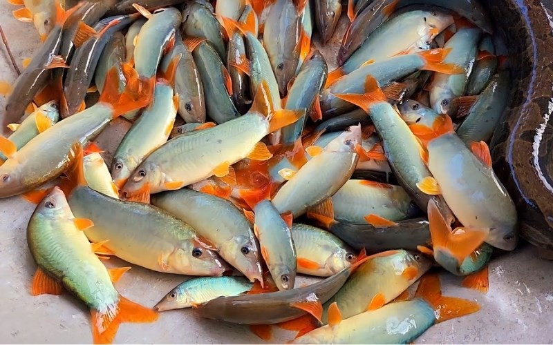 Gi&aacute; c&aacute; heo bao nhi&ecirc;u tiền 1kg?