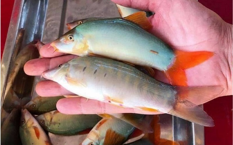 C&aacute; heo nước ngọt l&agrave; c&aacute; g&igrave;? 1