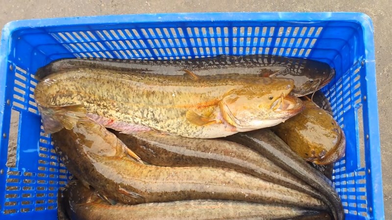 C&aacute; nheo l&agrave; c&aacute; g&igrave;? 1