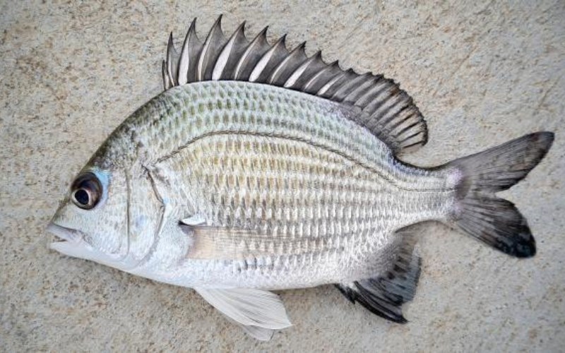 C&aacute; tr&aacute;p (c&aacute; hanh) l&agrave; c&aacute; g&igrave;?