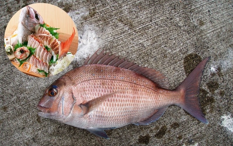 Cá tráp đỏ