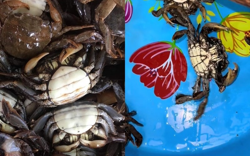 Con rạm (con đam đồng) l&agrave; con g&igrave;? 1