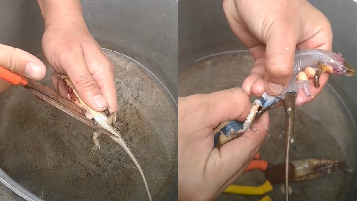 Sơ chế rắn mối