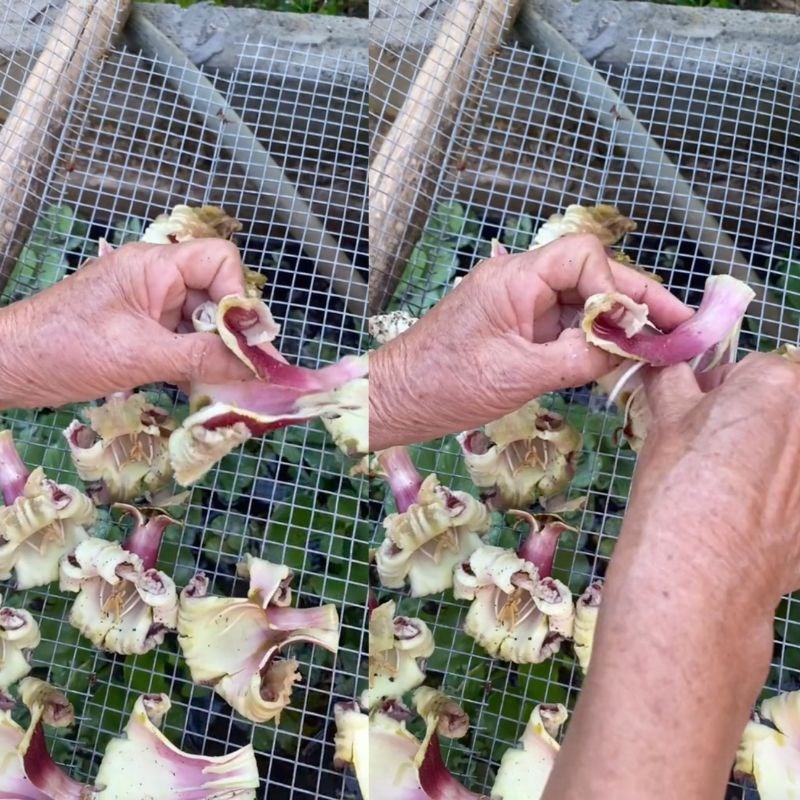 Bước 1 Phơi hoa núc nác Cách chế biến hoa núc nác khô