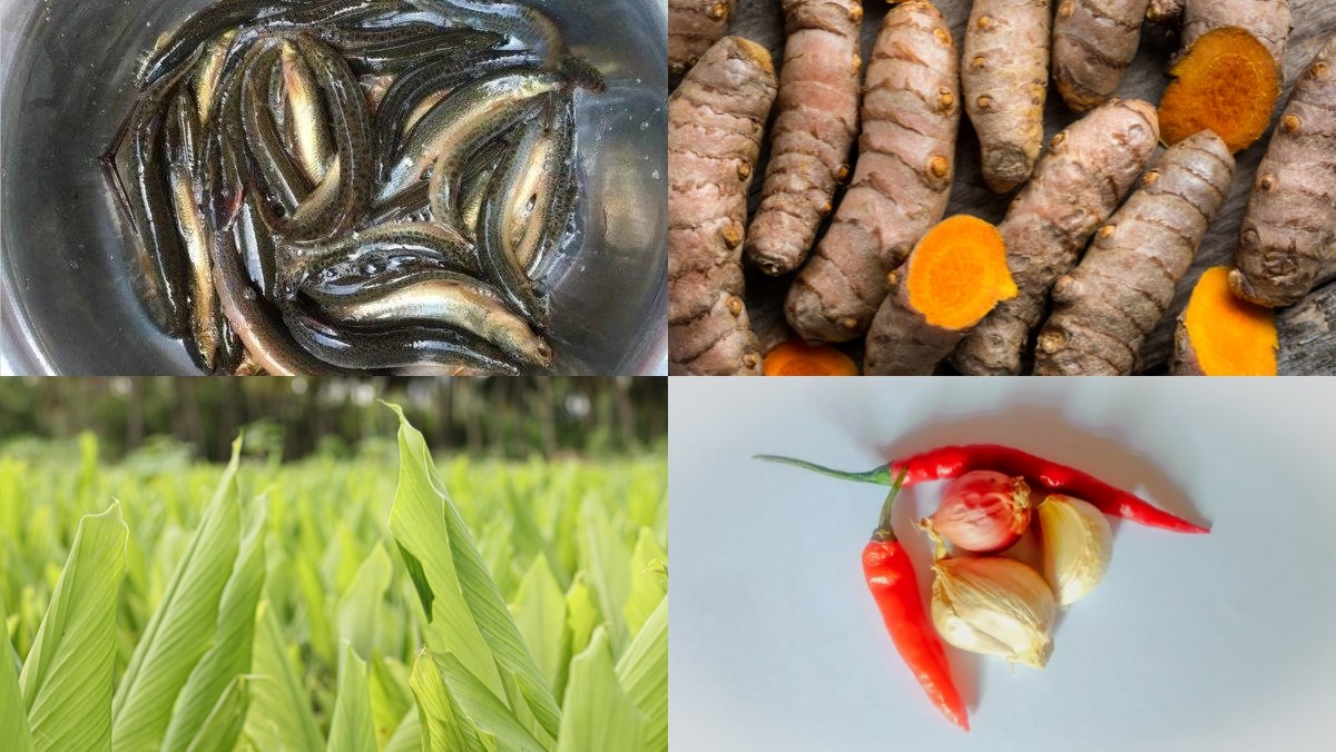 Nguyên liệu món ăn cách làm cá chạch kho nghệ cay nồng bằng nồi đất