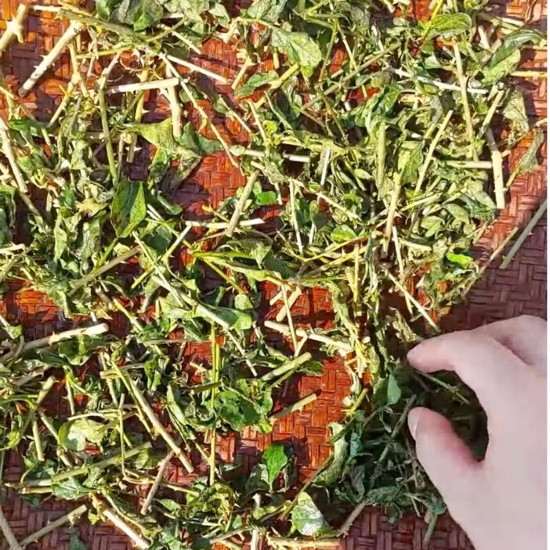 Bước 2 Phơi khô cây cà gai leo Nước cà gai leo