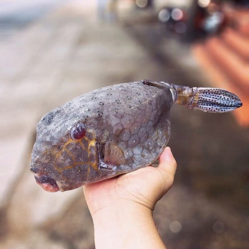 Bước 1 Sơ chế cá bò hòm Cá bò hòm nướng