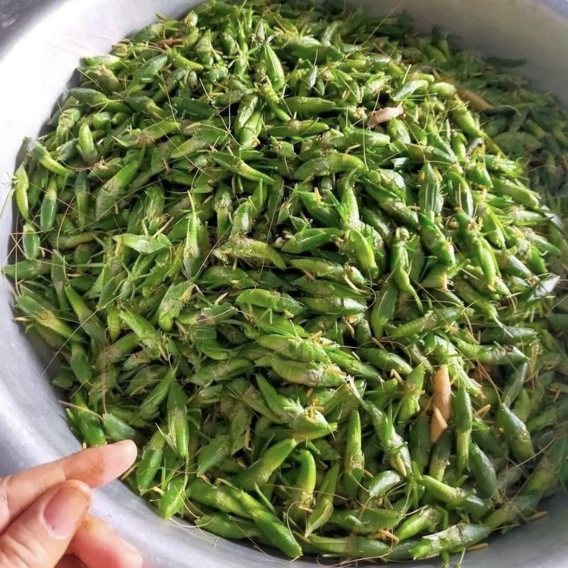 Bước 1 Sơ chế muồm muỗm Muồm muỗm rang