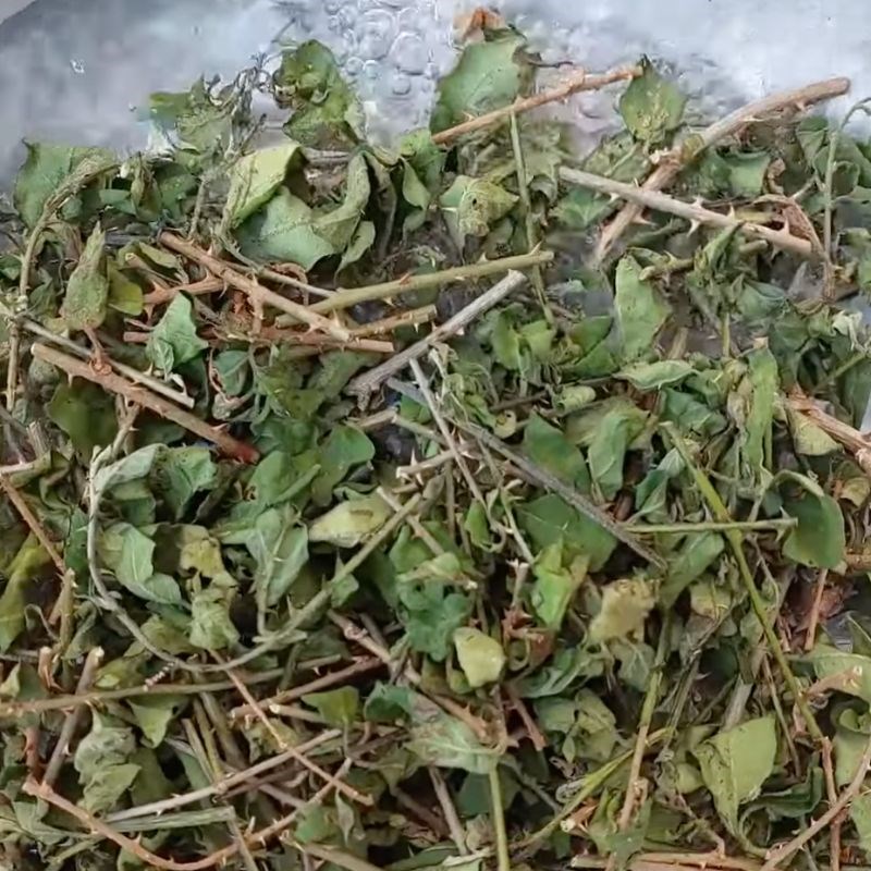 Bước 1 Sơ chế thân cà gai leo Nước cà gai leo