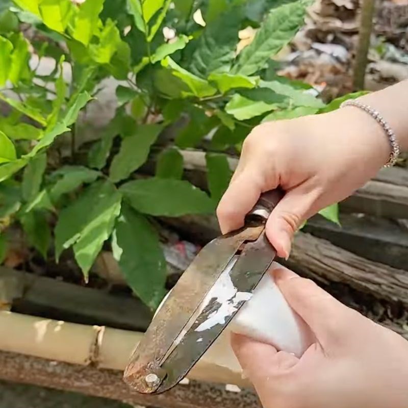 Bước 1 Sơ chế dừa sáp Mứt dừa sáp
