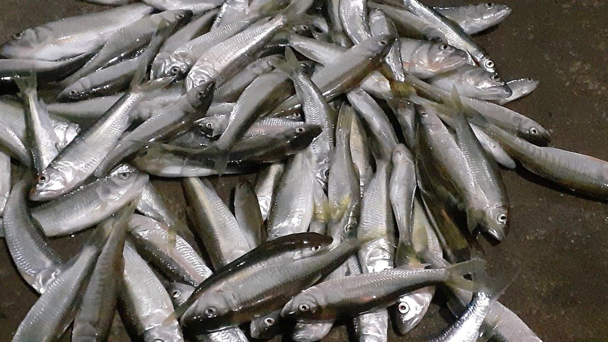 Nguyên liệu món ăn cách làm cá mương chiên giòn