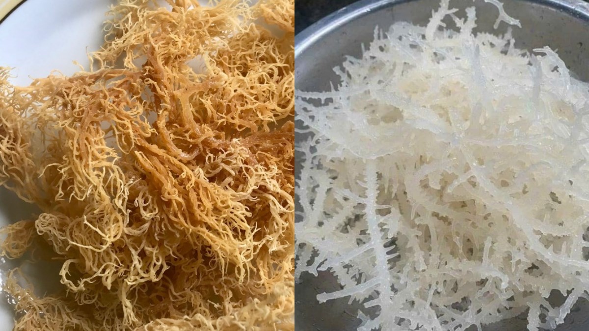 Nguyên liệu món ăn cách làm sea moss gel